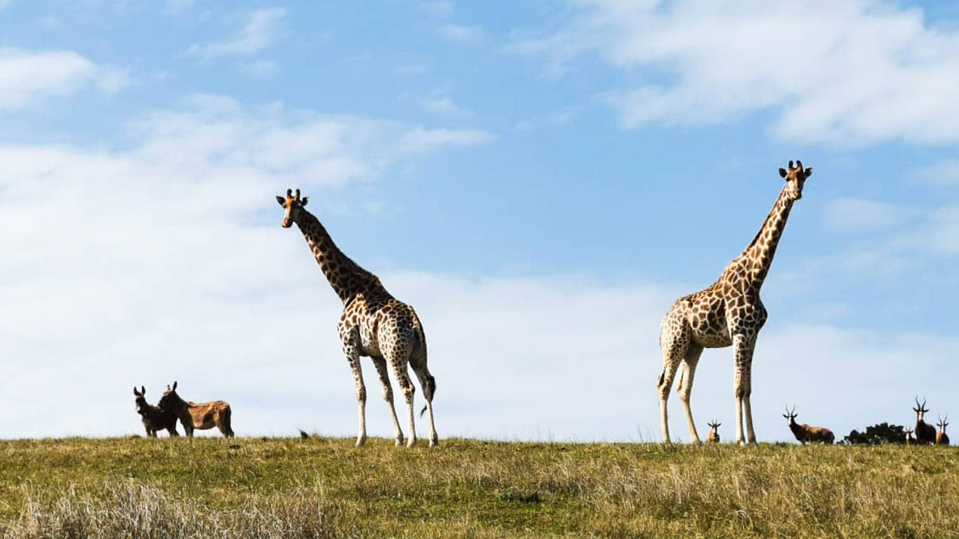 Three wild giraffes MUST BE MOVED IMMEDIATELY. Two CALVES have already DIED!