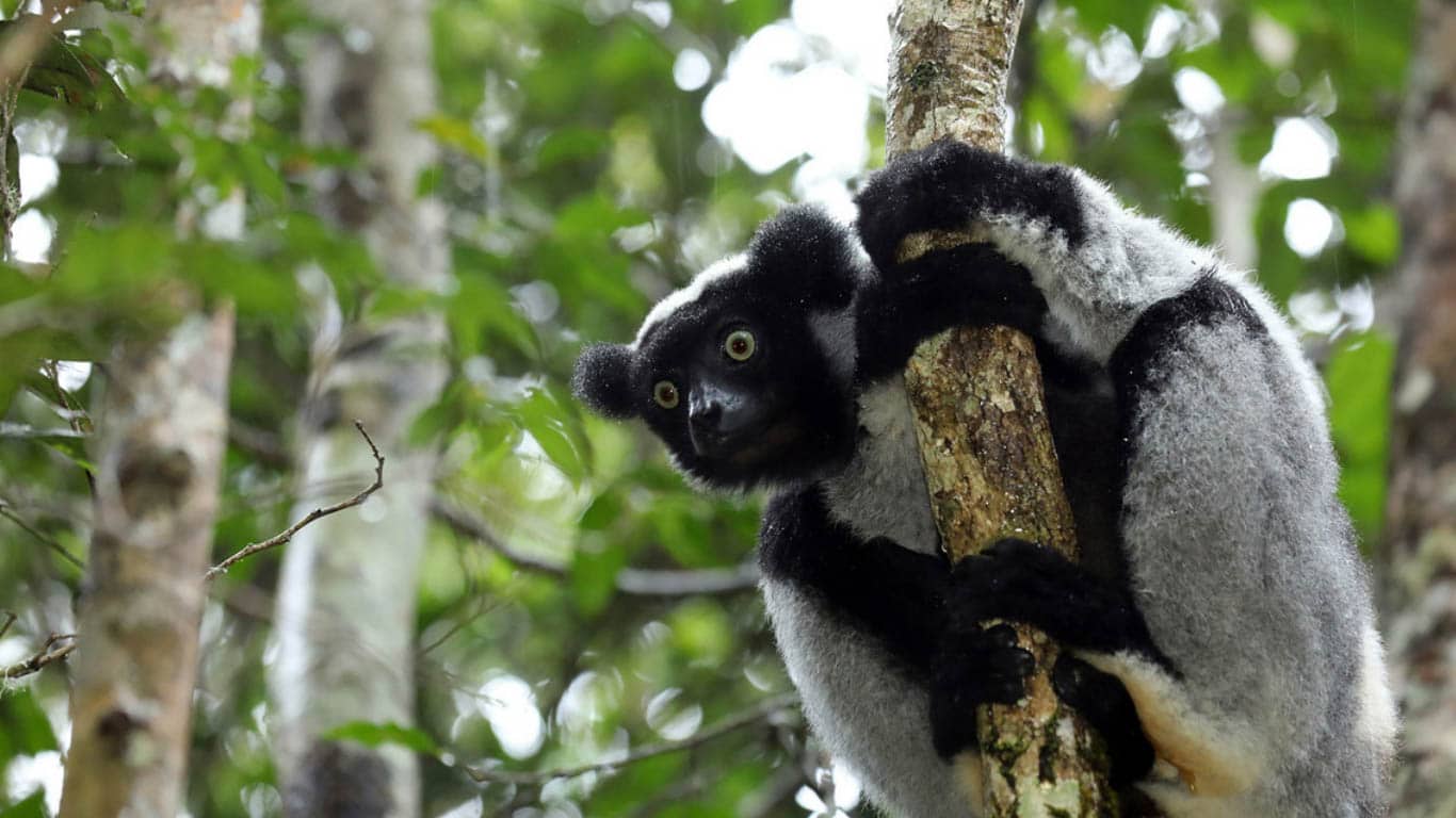 A fighting chance for a critically endangered indri lemur pair