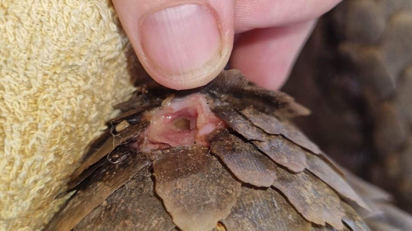 The young pangolin, Bean, was illegally captured and shot in the head. MIRACULOUSLY, he SURVIVED!