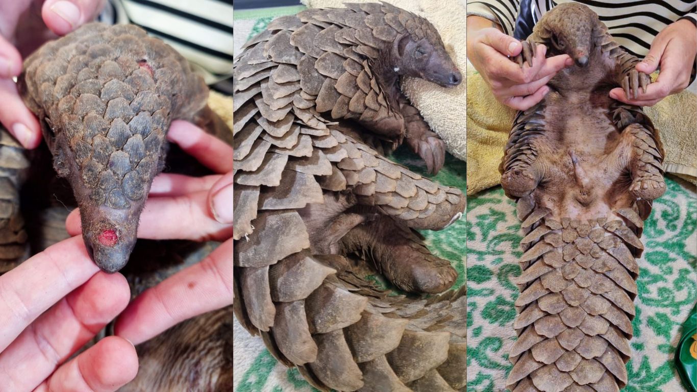 The young pangolin, Bean, was illegally captured and shot in the head. MIRACULOUSLY, he SURVIVED!