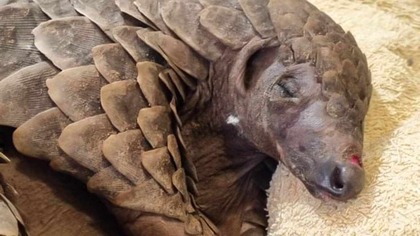 Ensuring the survival of a tiny pangolin victim of the illegal wildlife trade