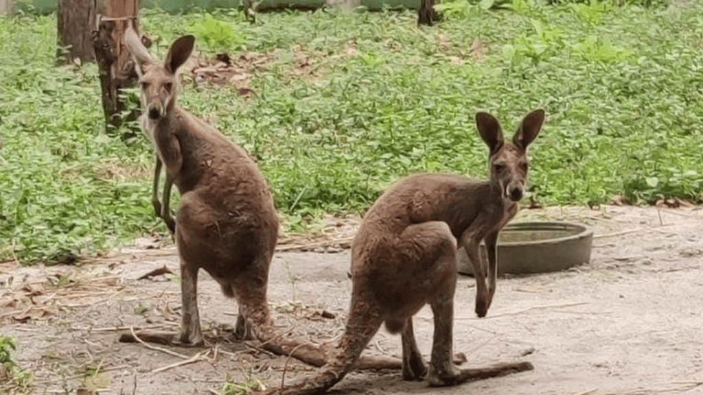 Smuggling of Exotic Animals via India Escalates as Kangaroos Discovered in Bengal