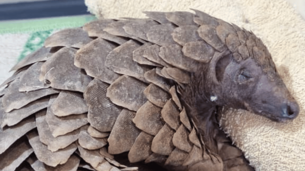 The young pangolin, Bean, was illegally captured and shot in the head. MIRACULOUSLY, he SURVIVED!