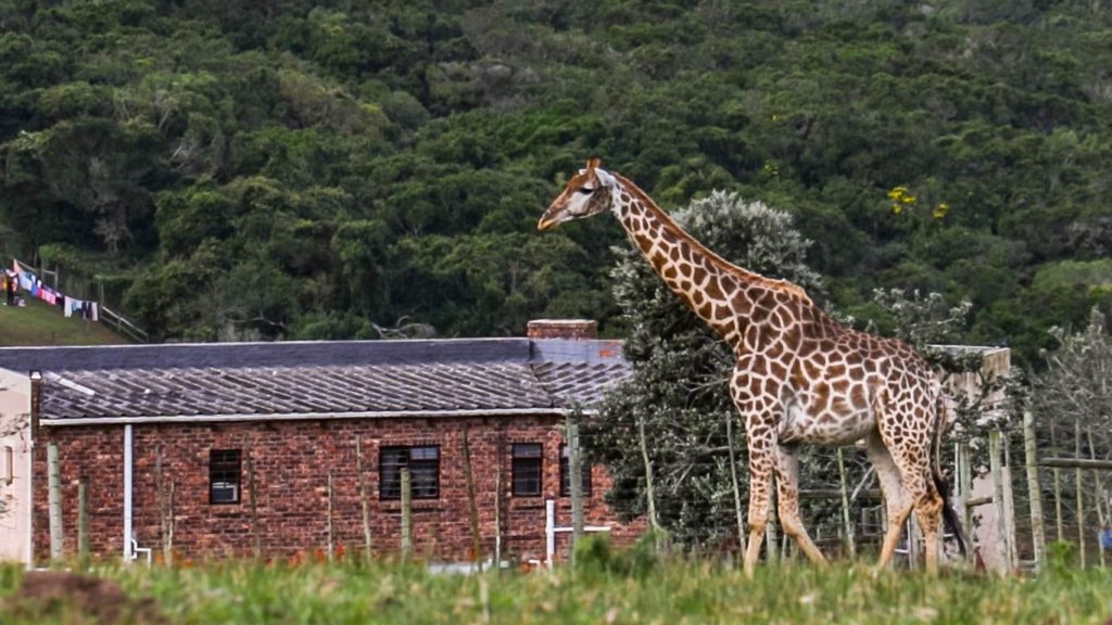 Three wild giraffes MUST BE MOVED IMMEDIATELY. Two CALVES have already DIED!