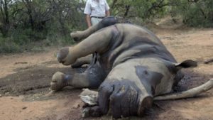 11 Black Rhinos Poached in Namibia’s National Park