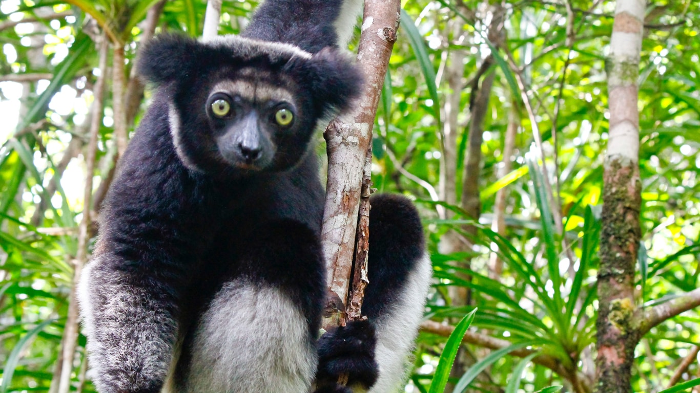 An endangered indri lemur