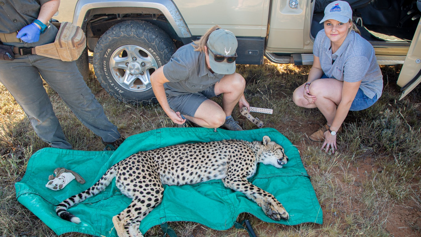 A cheetah is sedated and collared.