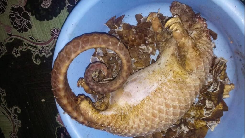 Pangolins are being poached into EXTINCTION in the Congo - for the dinner table and so their scales can be used in pointless Chinese medicine potions!