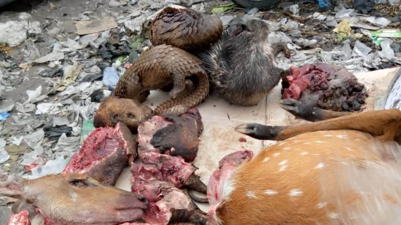 Shy pangolins, the world’s most trafficked animals, are being poached to extinction for food and the illicit wildlife trade.