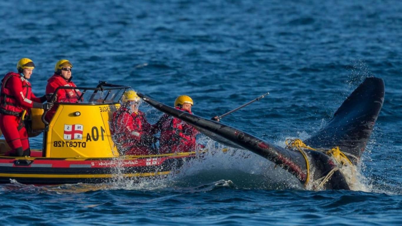 The NSRI disentangles a whale.