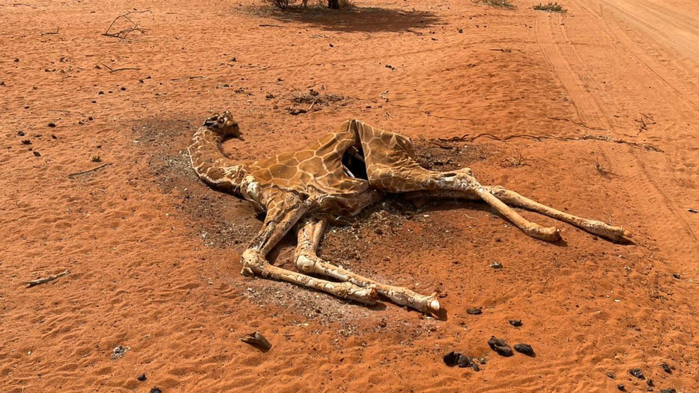 A dead giraffe in Kenya.