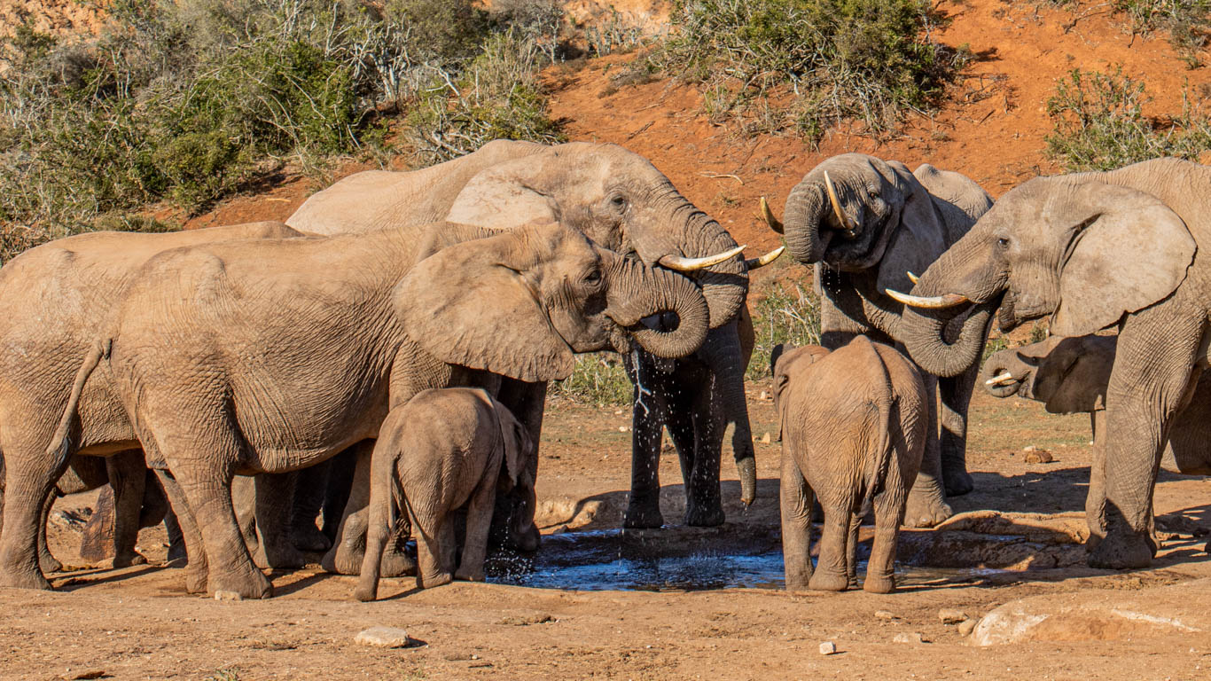 Elephants in Addo Elephant National Park