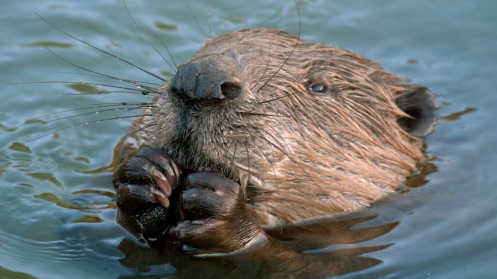First Beaver Born In Cheshire After More Than 400 years