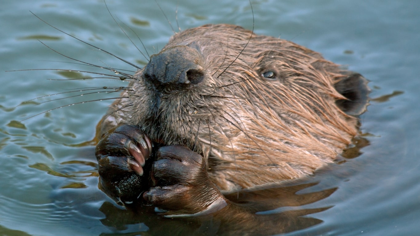 Eurasian beaver was once widespread in Eurasia but was soon hunted to near-extinction
