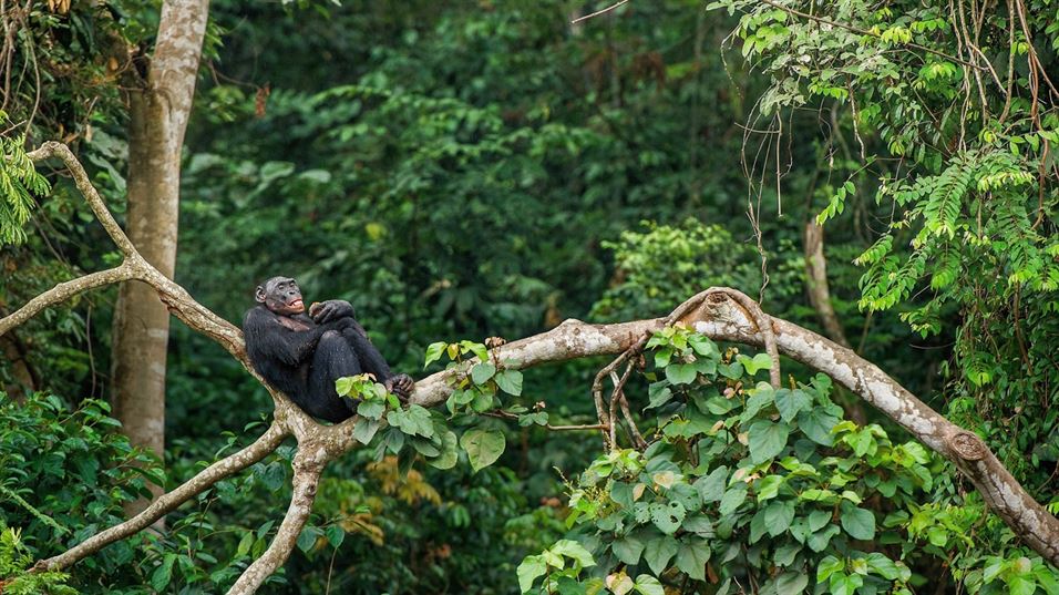 Chimpanzees in the Ngazi forest in the Democratic Republic of the Congo