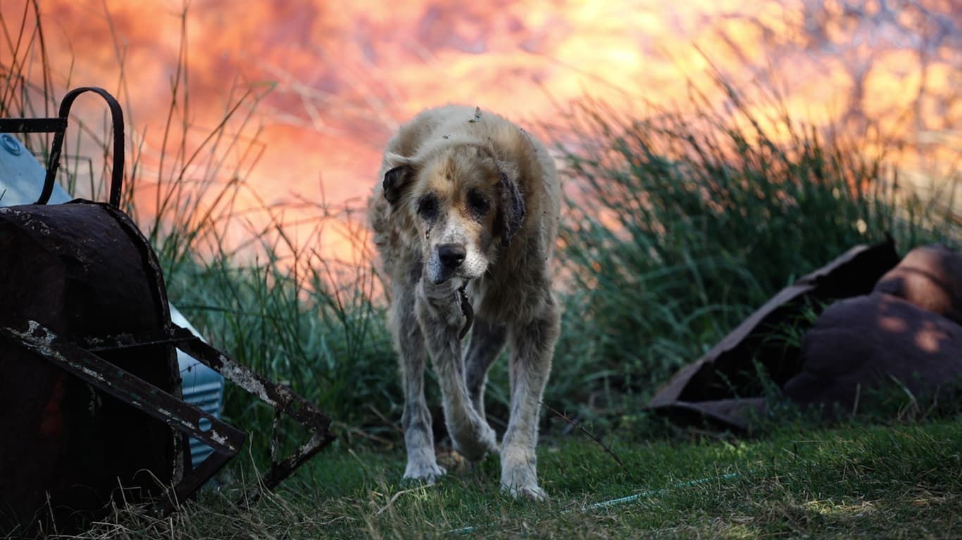 Animals are suffering, burning alive in forest fires and starving to death from lack of food.