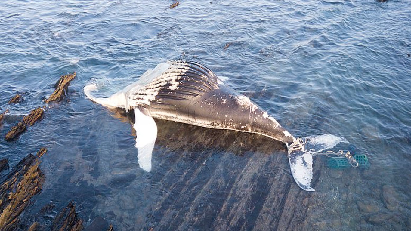 PEAK WHALE BIRTHING SEASON HAS BEGUN - newborn whales are in grave danger from entanglement in fishermen’s nets!