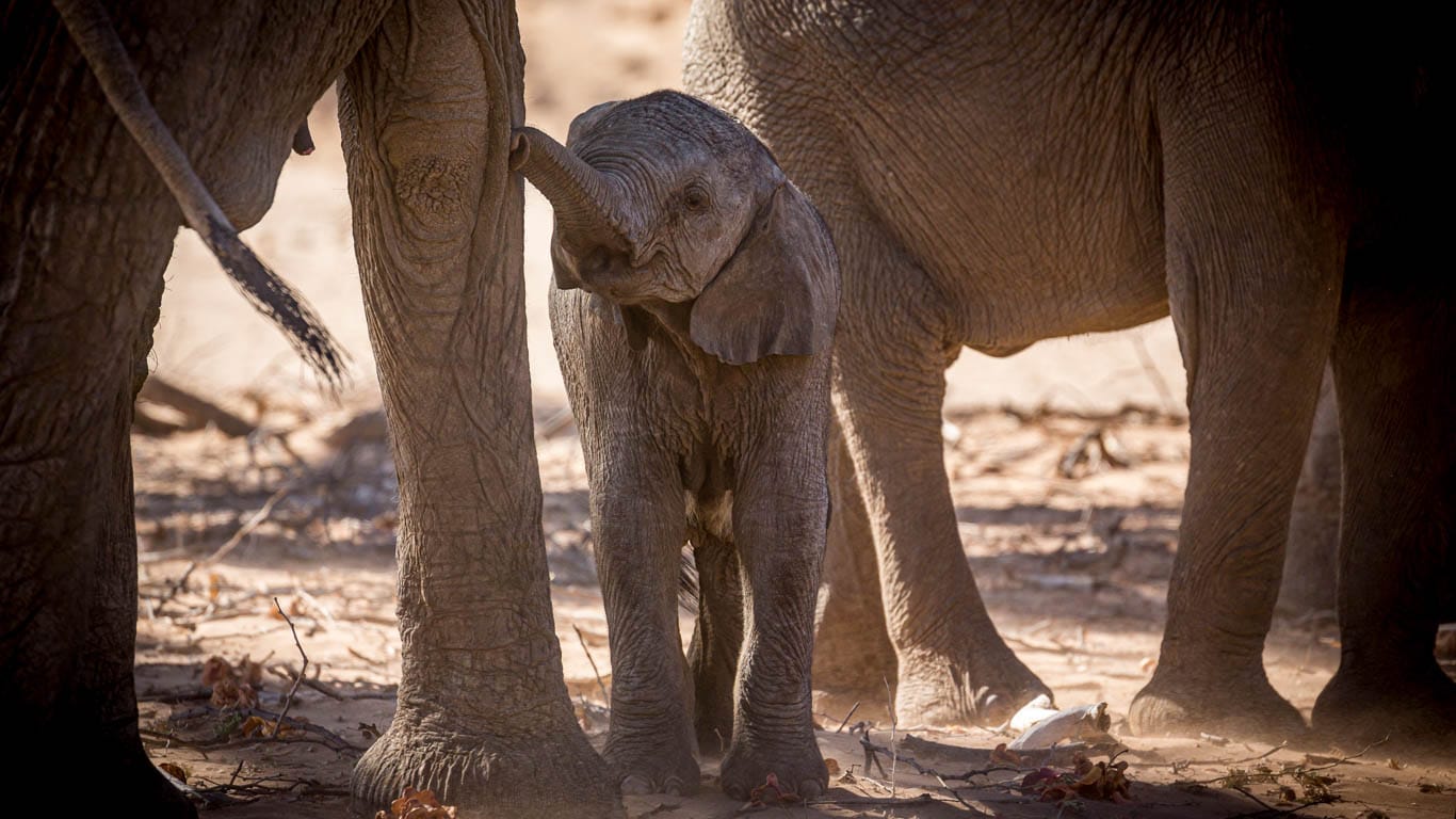 South African elephants suffering because of record-breaking drought.