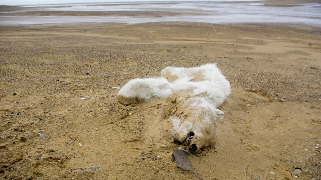 A dead polar bear.