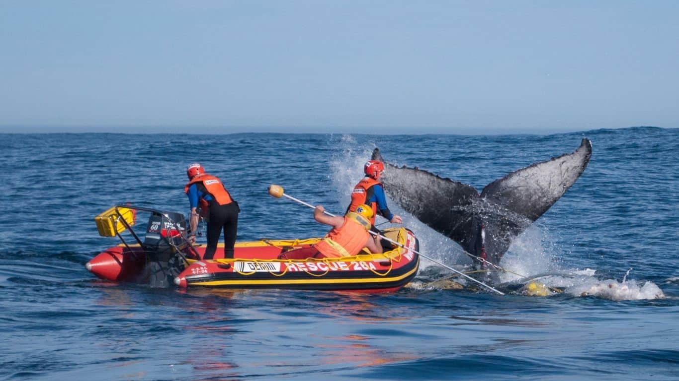 PEAK WHALE BIRTHING SEASON HAS BEGUN - newborn whales are in grave danger from entanglement in fishermen’s nets!