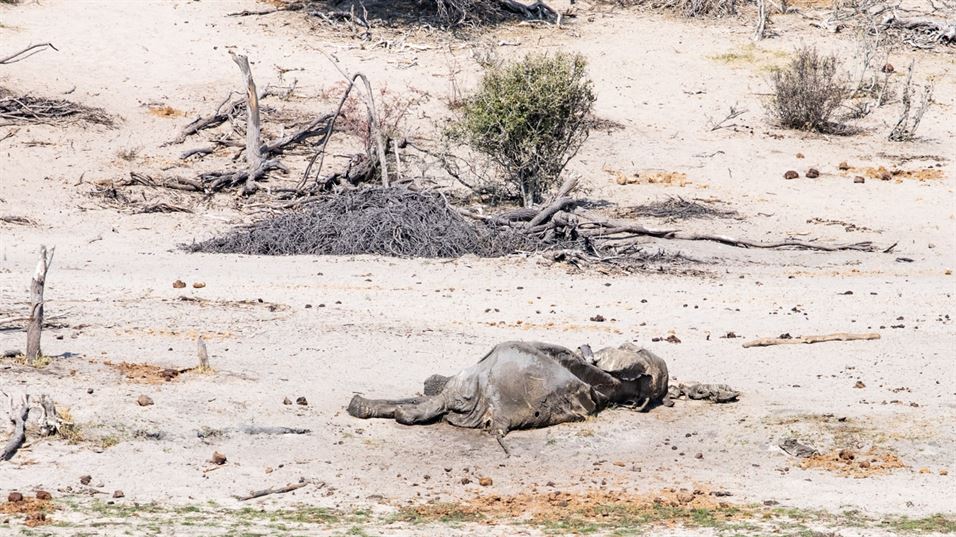 Baby elephants are dying due to severe record-breaking drought.