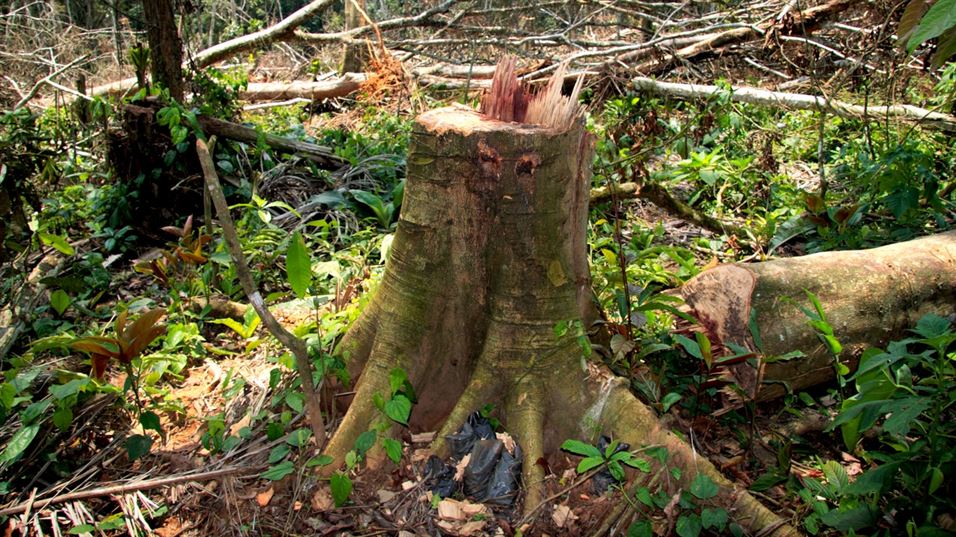 Afrormosia tree - an endangered hardwood traded in global markets.