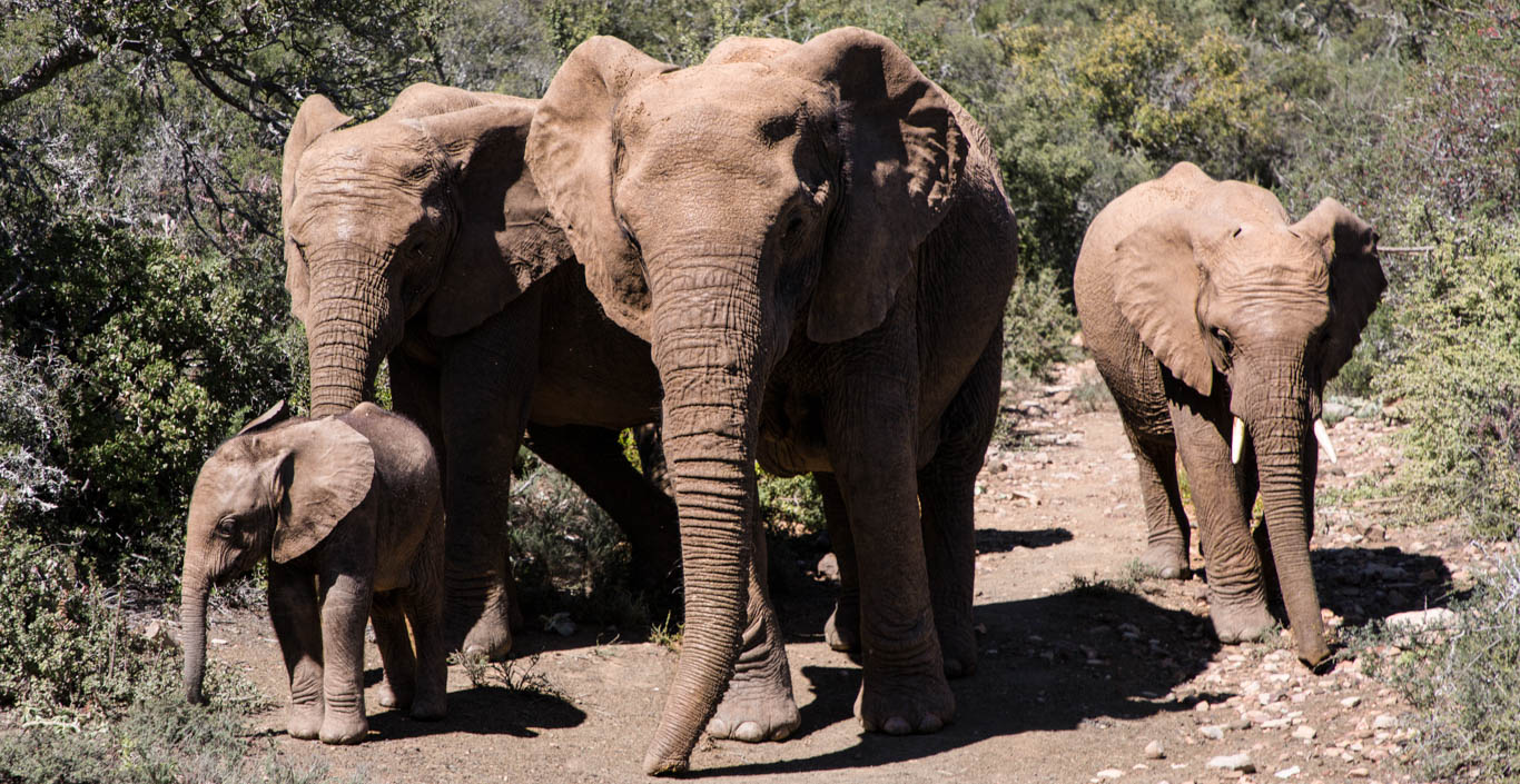 No end in sight to WORST DROUGHT IN A CENTURY in South Africa - majestic elephants and their babies, and countless other animals, are DYING!