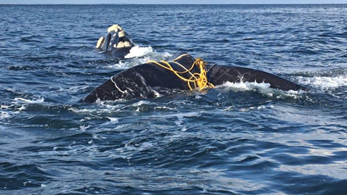 PEAK WHALE BIRTHING SEASON HAS BEGUN - newborn whales are in grave danger from entanglement in fishermen’s nets!