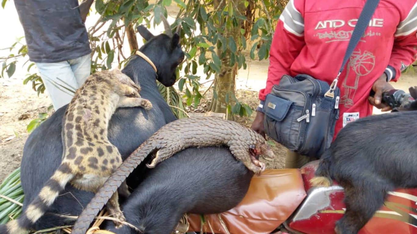 Shy pangolins, the world’s most trafficked animals, are being poached to extinction for food and the illicit wildlife trade.