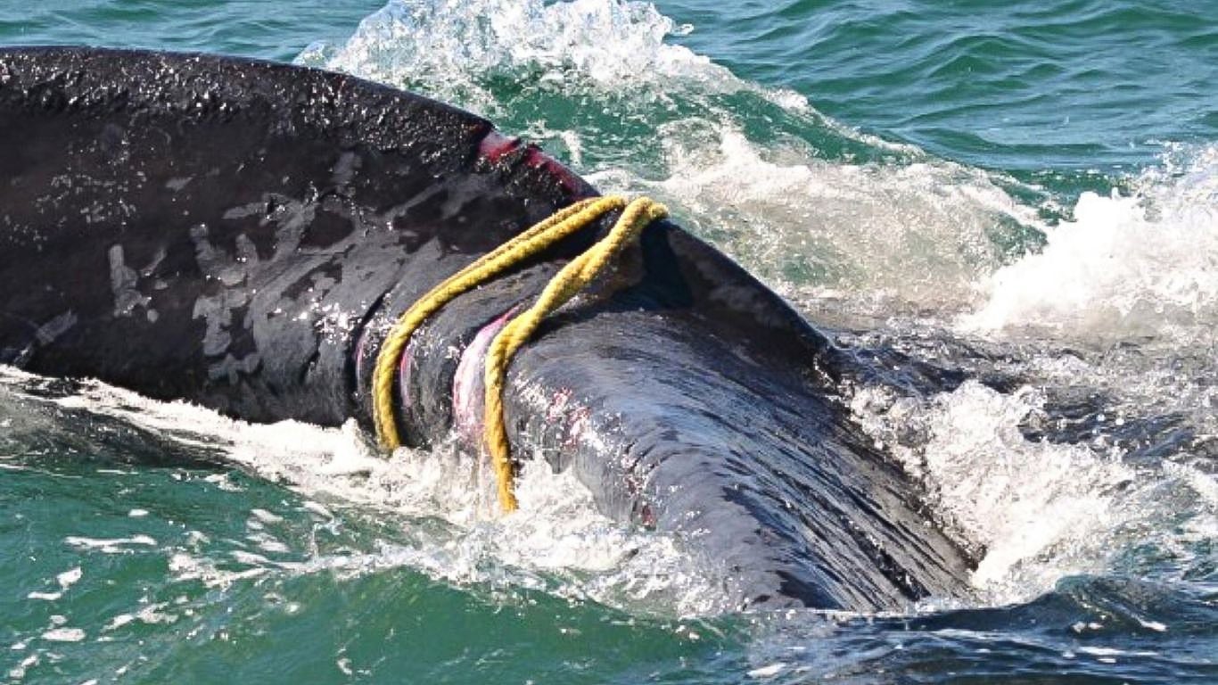 PEAK WHALE BIRTHING SEASON HAS BEGUN - newborn whales are in grave danger from entanglement in fishermen’s nets!