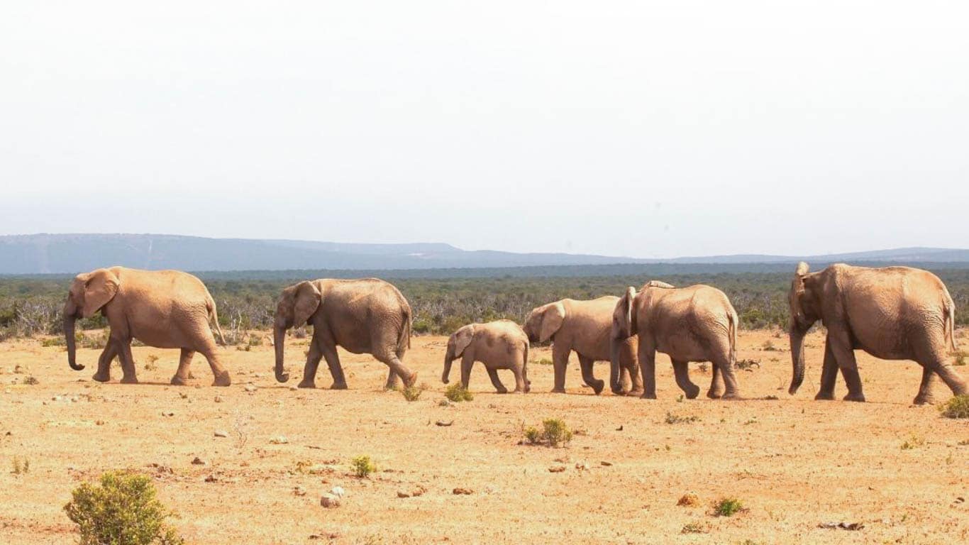 No end in sight to WORST DROUGHT IN A CENTURY in South Africa - majestic elephants and their babies, and countless other animals, are DYING!