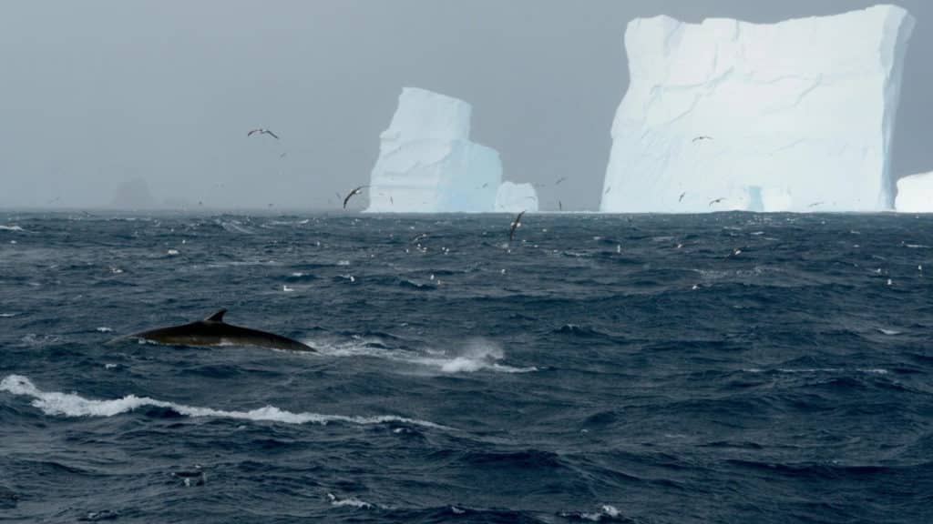 Up to 150 Southern Fin Whales Spotted Feeding in Antarctica, Bringing Renewed Hope for Whales