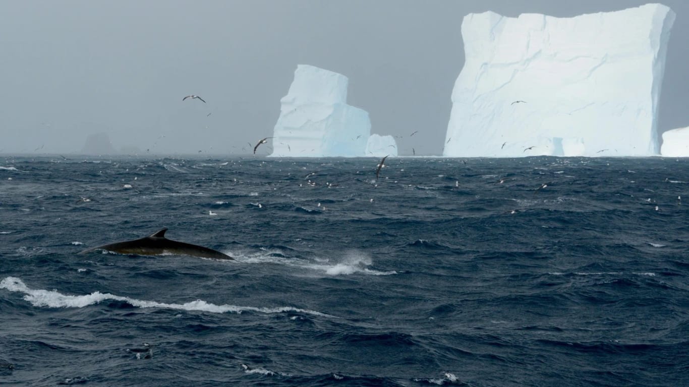 A pod of up to 150 southern fin whales has been spotted feeding together in Antarctica.
