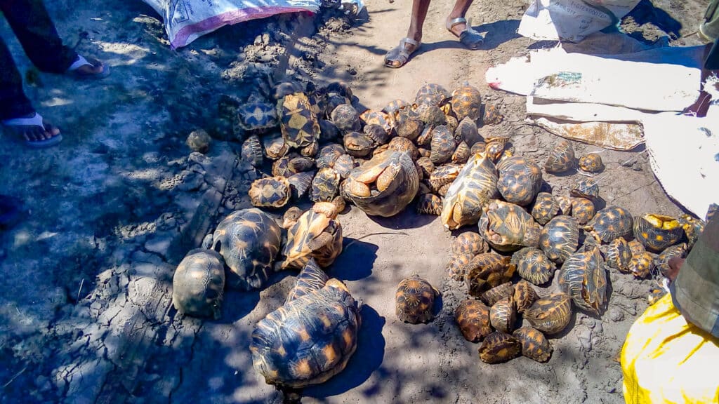 URGENT! Tortoises in Madagascar are being HIDEOUSLY INJURED, all for the exotic pet trade!