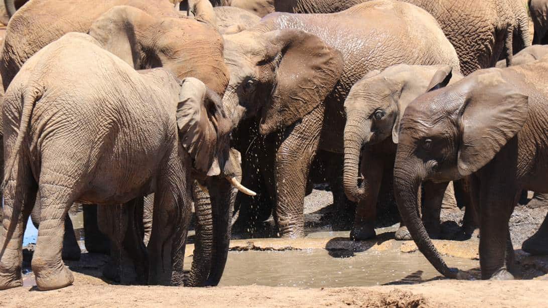 Water Supplies to Elephants in South Africa