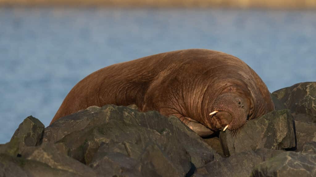 Freya the Beloved Walrus Euthanized by Authorities Following Public’s Failure to Stay Away