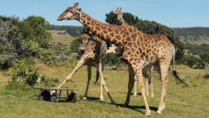 Animal Survival International is persevering in its efforts to relocate three adult giraffes
