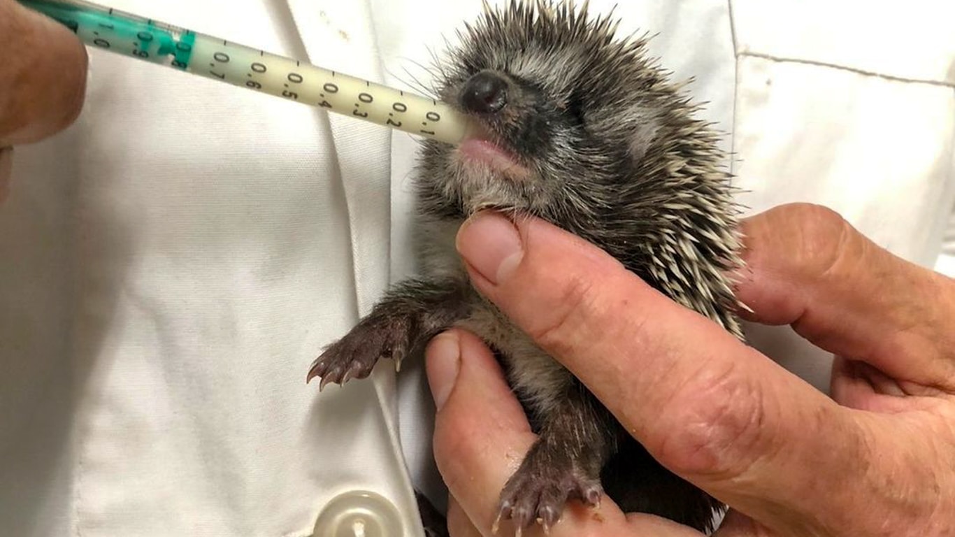 IMAGINE being a tortoise (or a badger or hedgehog) and trying to outrun a wildfire!