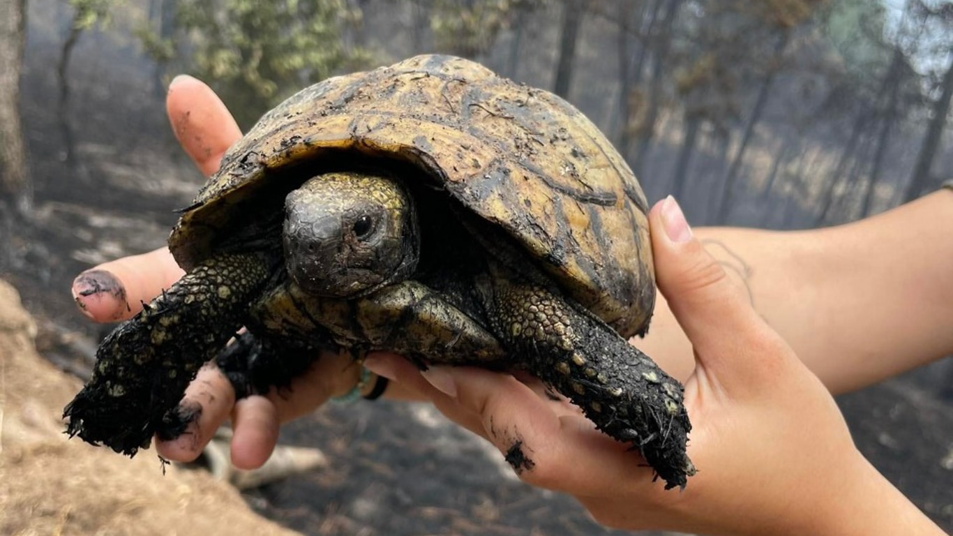 IMAGINE being a tortoise (or a badger or hedgehog) and trying to outrun a wildfire!