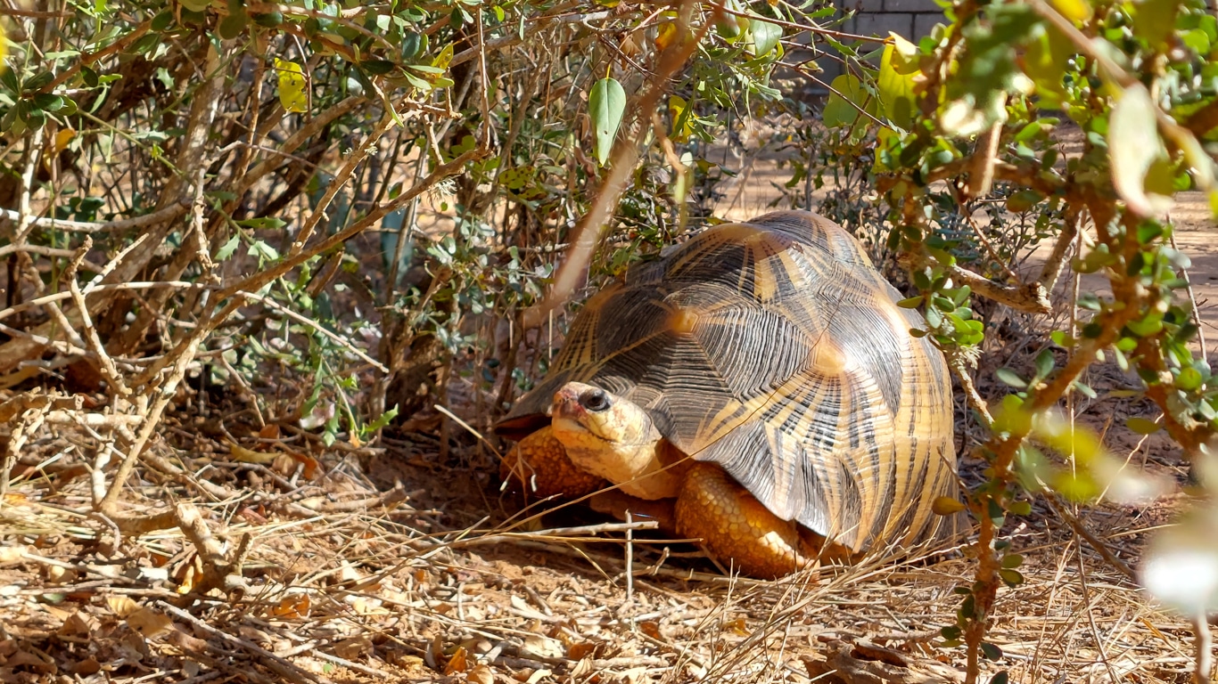 The TORTURE - the BRUTALITY - endured by tortoises is BEYOND BELIEF!