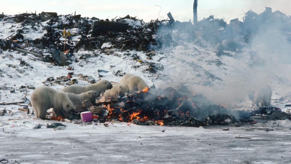 Starving Polar Bears Resort to Feeding on Garbage as Their Habitats Erode