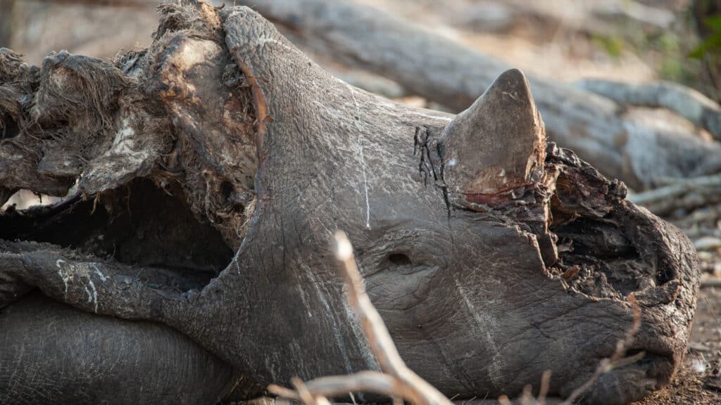 Rhino Poaching Worsens in South Africa as 259 Slain in First Half of 2022
