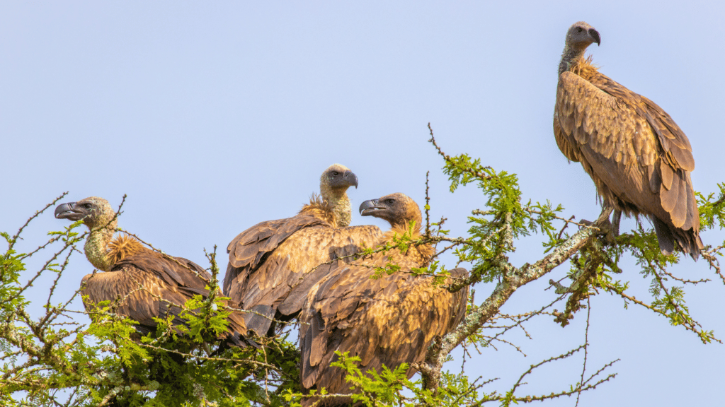 Cheetah Reintroduction in Malawi Encourages the Return of Vultures