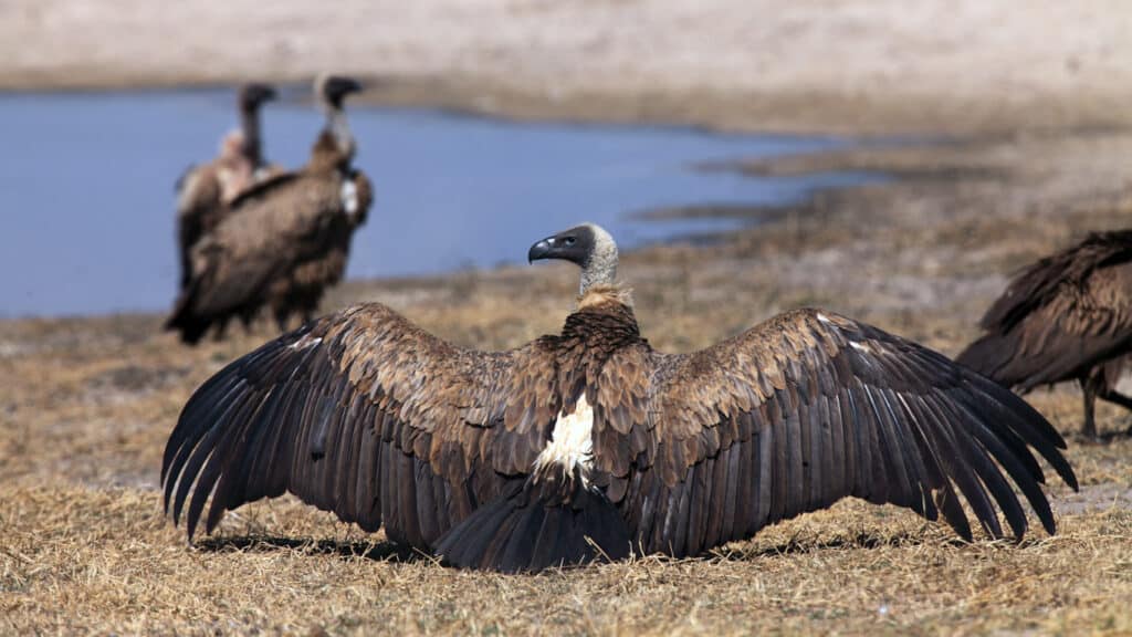 More than 100 vultures and a hyena poisoned to death at South Africa’s Kruger National Park