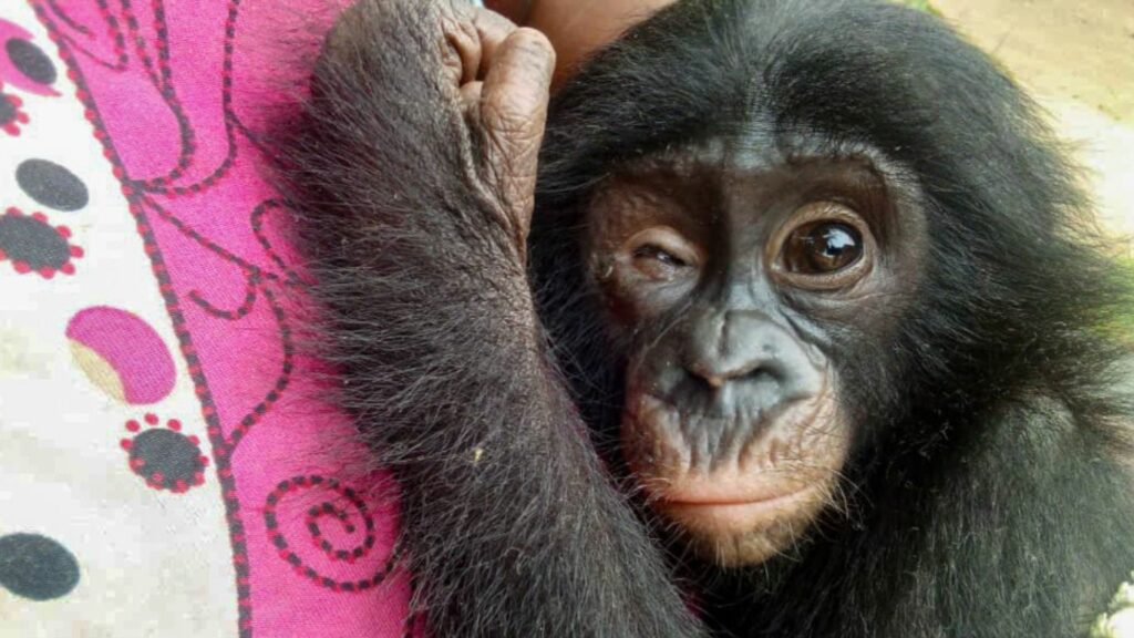 Poachers could wipe gentle bonobos off the face of the earth!
