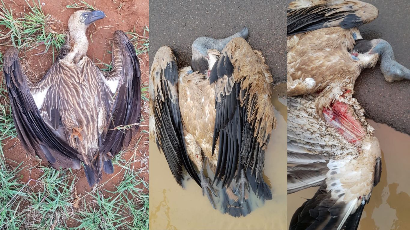 Typically thought of as “bad guys”, vultures (who are heading towards EXTINCTION) are actually quite the opposite - they play a crucial role in stopping the spread of deadly diseases!