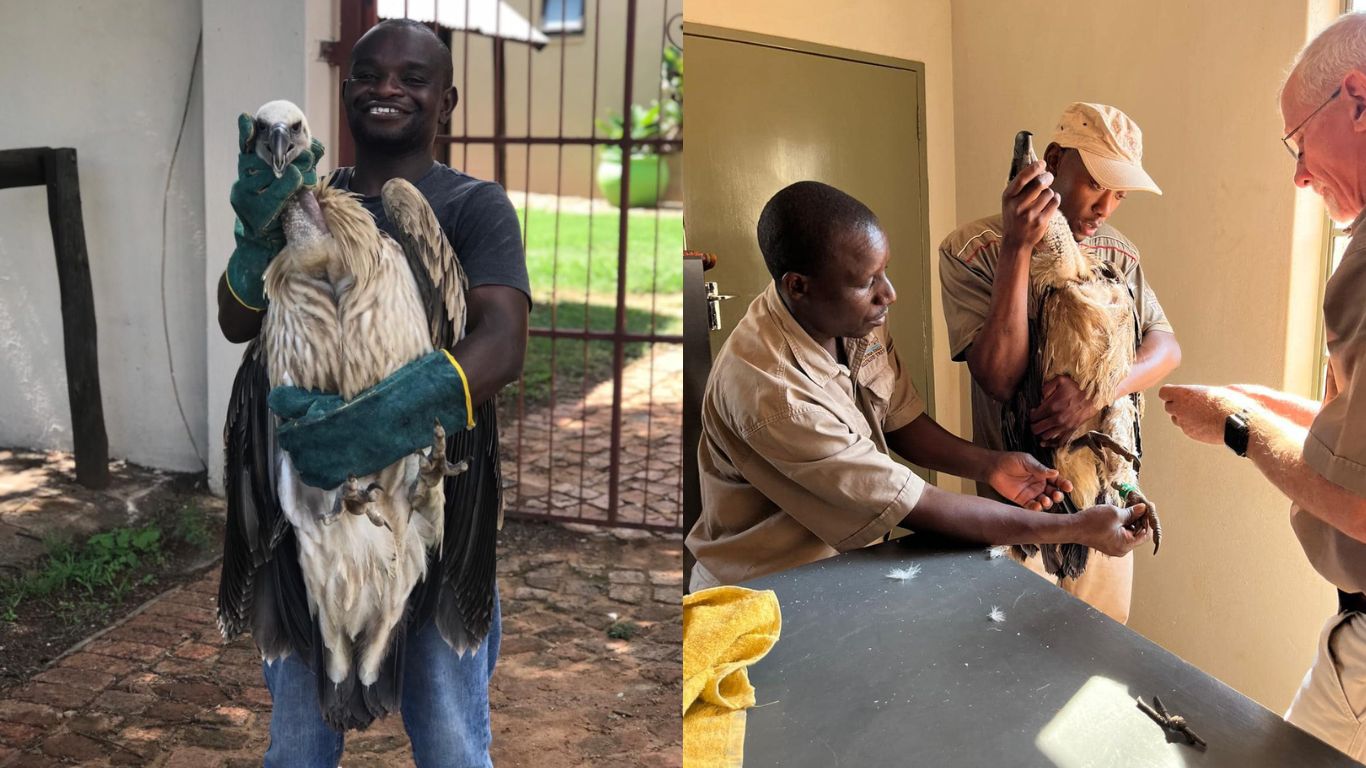 Typically thought of as “bad guys”, vultures (who are heading towards EXTINCTION) are actually quite the opposite - they play a crucial role in stopping the spread of deadly diseases!