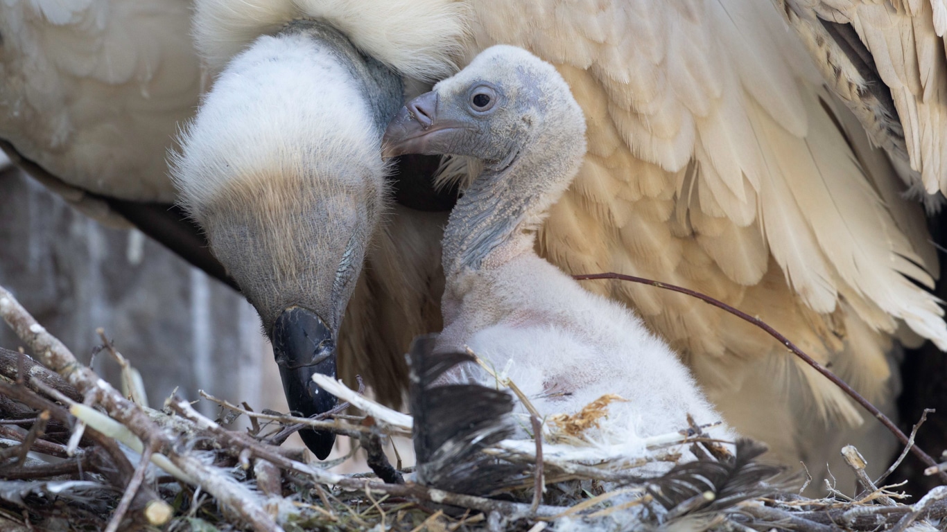 Typically thought of as “bad guys”, vultures (who are heading towards EXTINCTION) are actually quite the opposite - they play a crucial role in stopping the spread of deadly diseases!