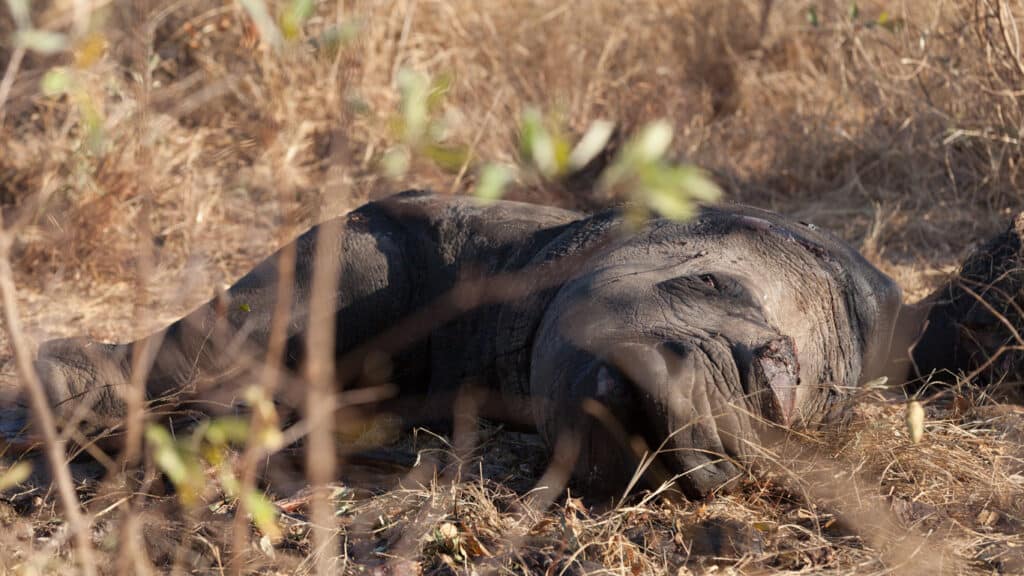 Rhino Poaching Surges in Namibia
