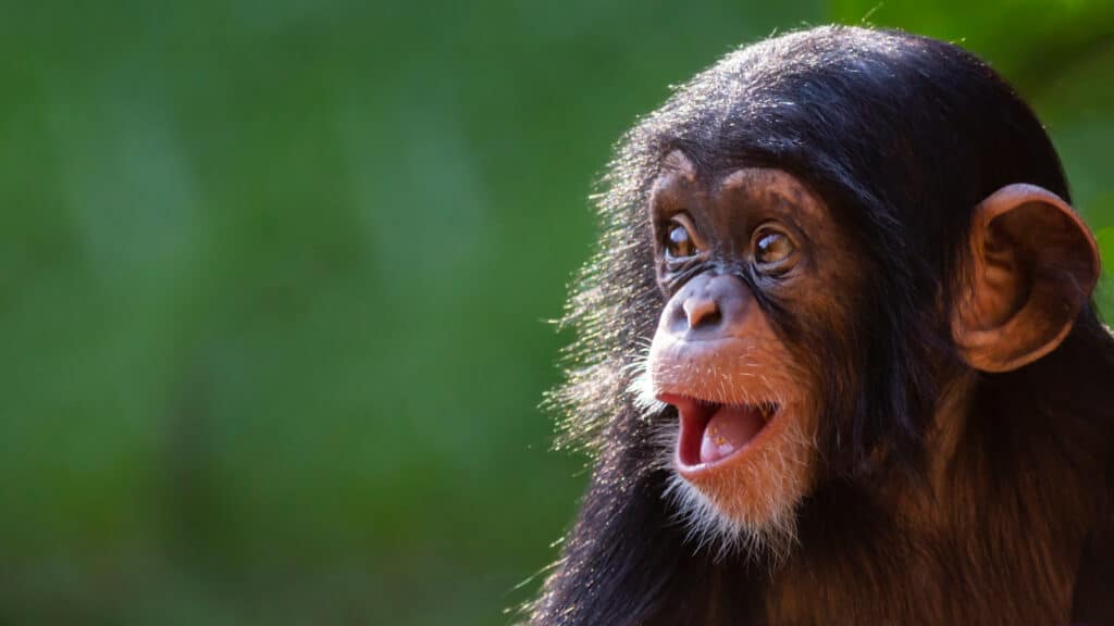 Three Baby Chimps Kidnapped and Held for Ransom in DRC